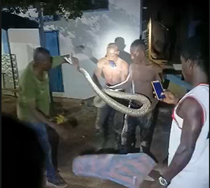 Pythons Cause Power Outage in Kumasi Substation